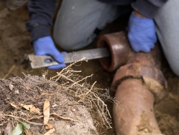 How to Avoid Tree Roots in Your Sewer Line